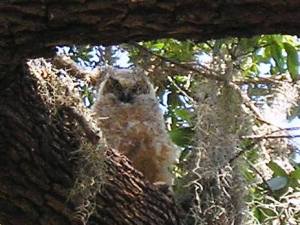Great Horned Owl