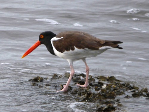 American Oystercatcher