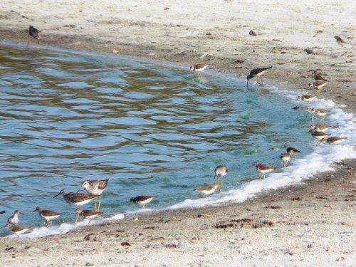 Cedar Island Shorebirds