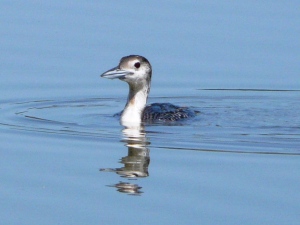 Common Loon - a surprising find at Dauphin Island