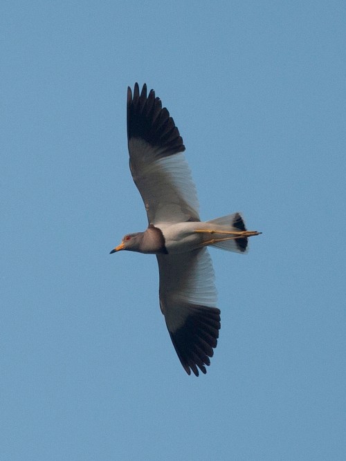 Gray-headed Lapwing Gray-headed Lapwing