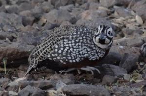 Montezuma Quail.  Photo by Warren Jones.