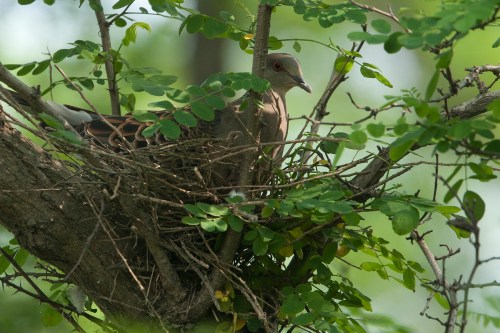 Oriental Turtle Dove Oriental Turtle Dove