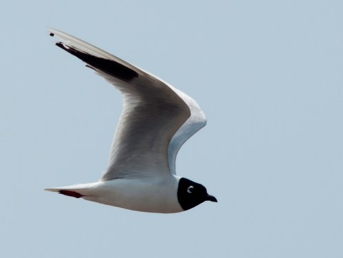 Saunder's Gull