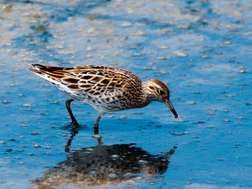Sharp-tailed Sandpiper