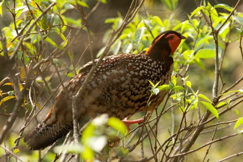 Cabot's Tragopan on my 2012 China trip. One of my favorite birds ever! Photo by Tony Mills.