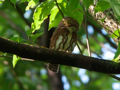 Collared Owlet