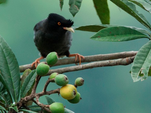 Crested Myna