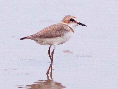 Kentish Plover