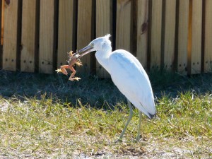 "Shaking is good, but I'm getting weeds on my frog"