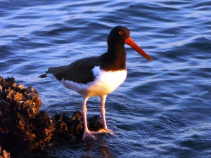 American Oystercatcher