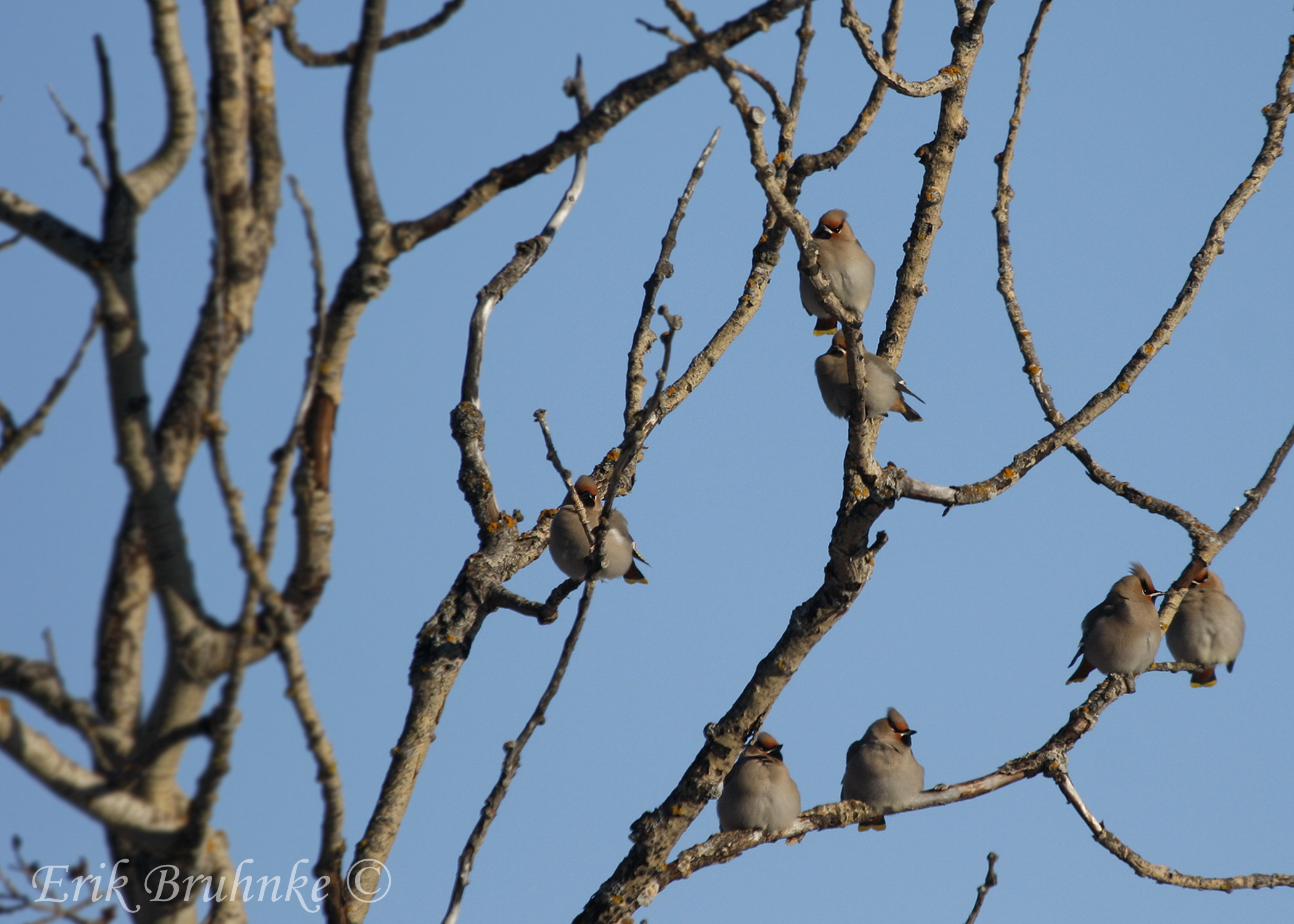Bohemian Waxwings
