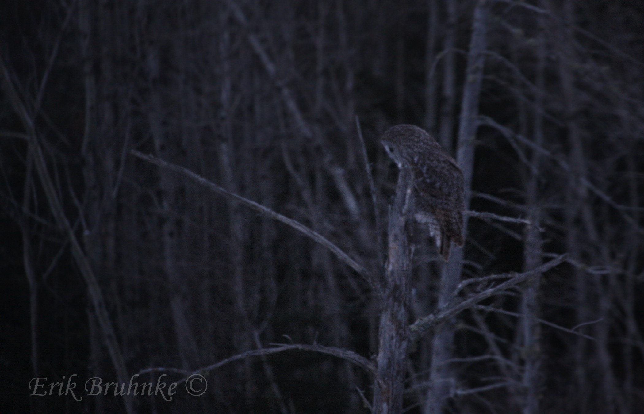 Great Gray Owl