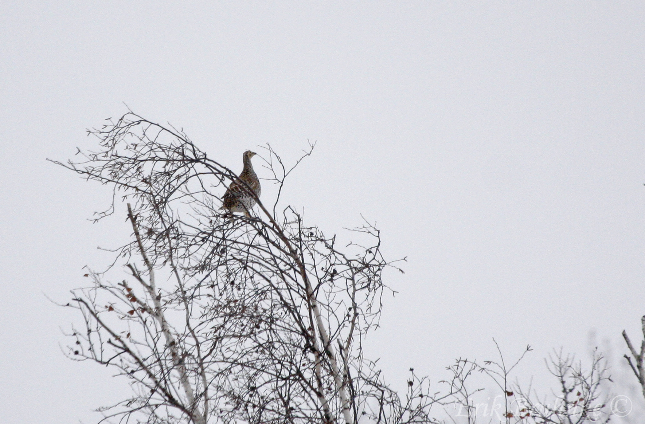 Sharp-tailed Grouse.  Photo by Erik Bruhnke.