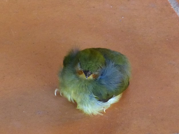 Baby Buff-throated Saltator Buff-throated Saltator