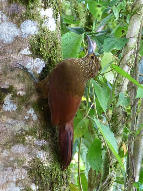 Strong-billed Woodcreeper