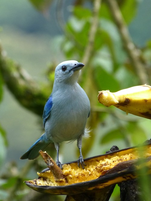 Blue-gray Tanager