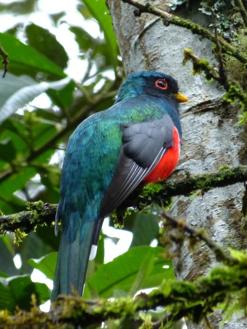 Masked Trogon