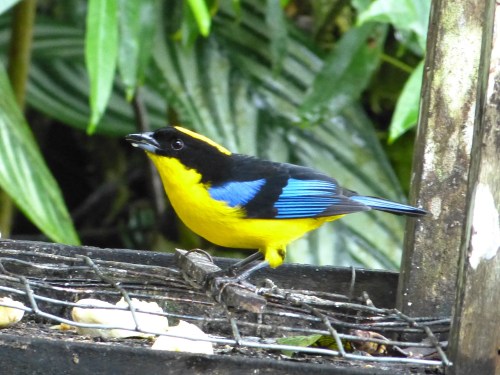 Blue-winged Mountain-Tanager in Ecuador.