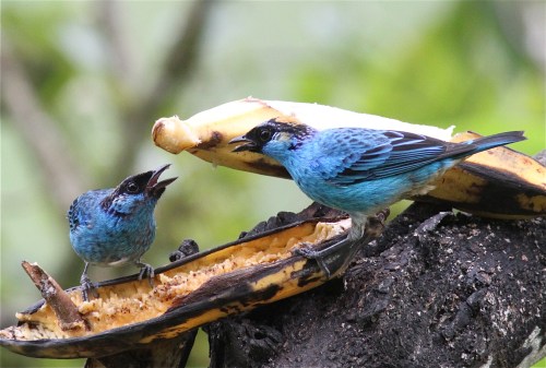 Golden-naped Tanagers