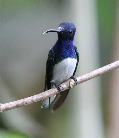White-necked Jacobin
