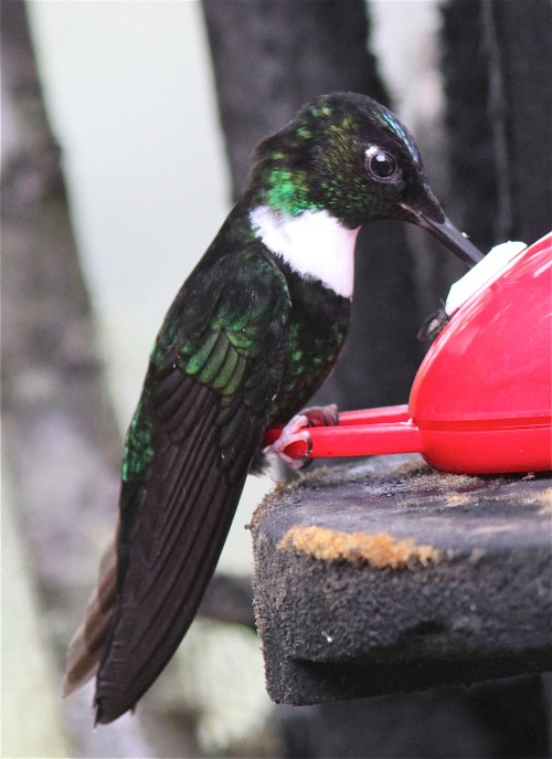 Collared Inca
