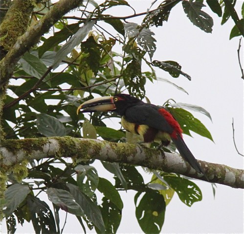 Pale-mandibled Aracari