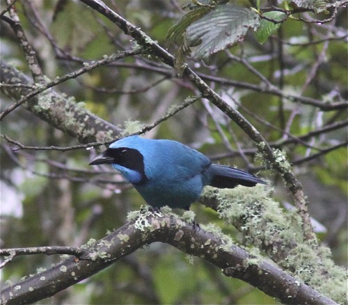 Turquoise Jay