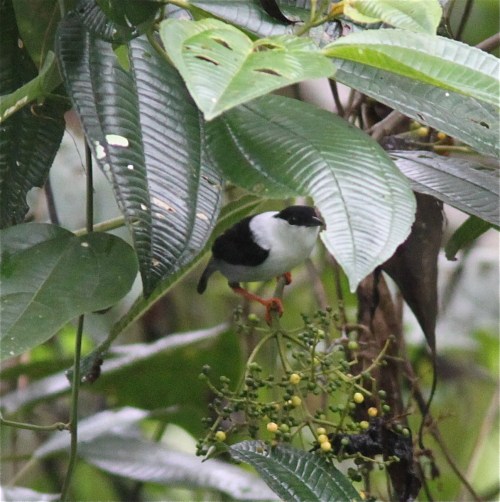 White-bearded Manakin