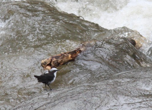 White-capped Dipper