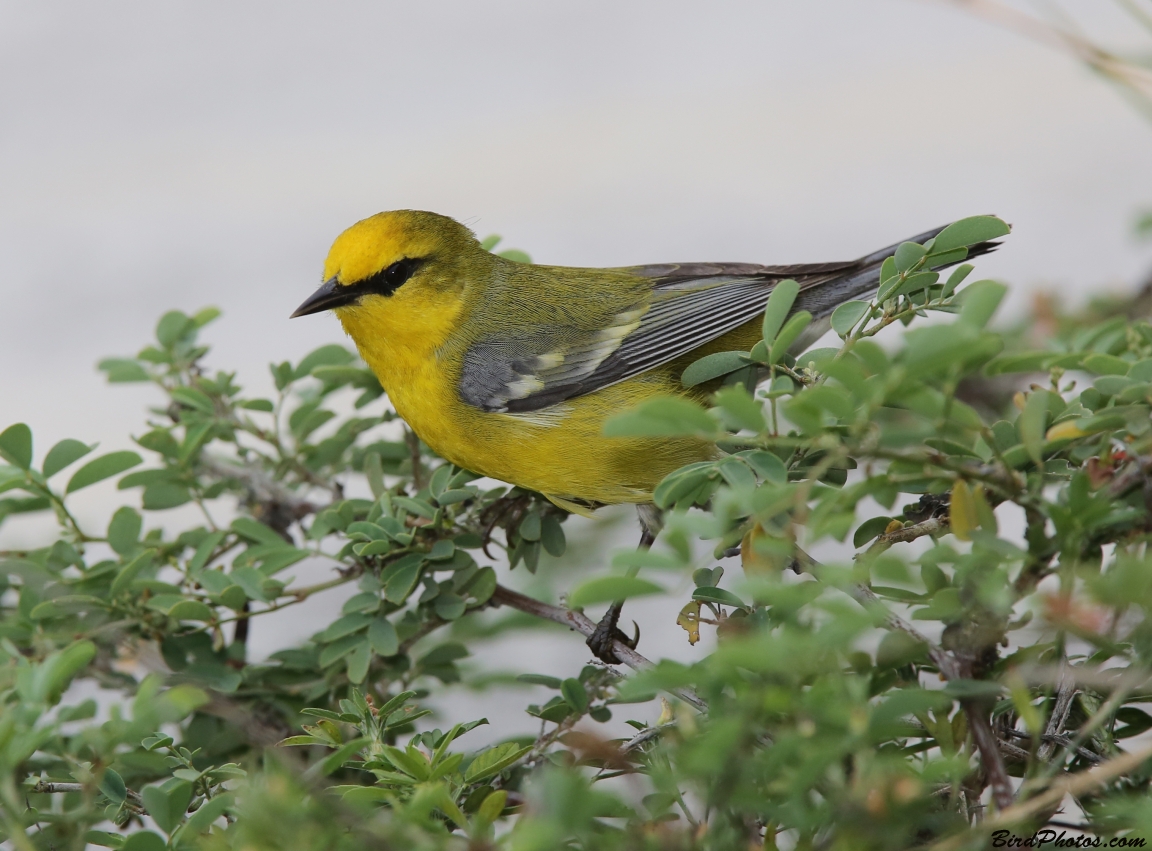 Blue-winged Warbler