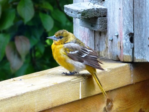 Baltimore Oriole (female).  Carver County, MN.