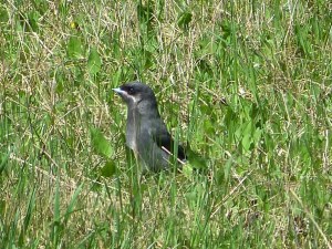 Juvenile Gray Jay