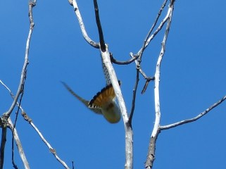 American Kestrel.  Sax Zim Bog, MN.