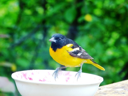 Baltimore Oriole (male).  Carver County, MN.