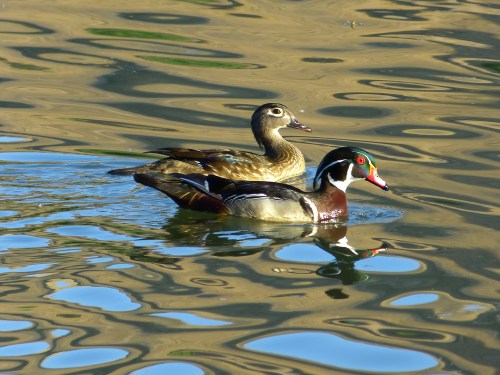 Wood Ducks