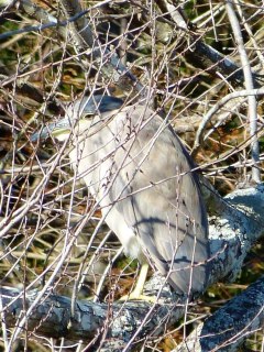 Black-crowned Night-Heron