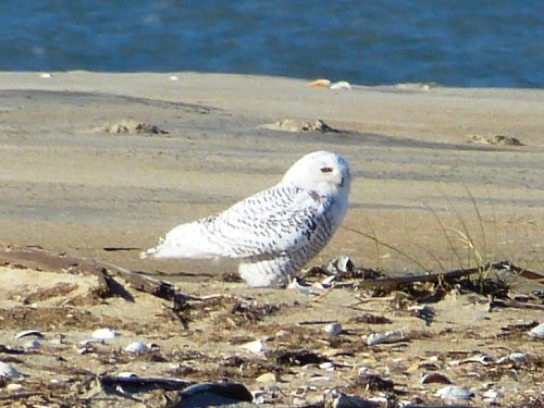 Snowy Owl on the beach at Cape Hatteras