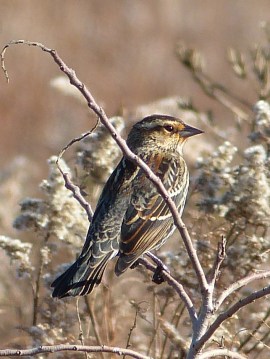 Red-winged Blackbird