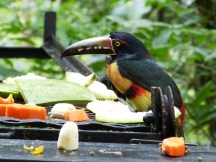 Collared Aracari