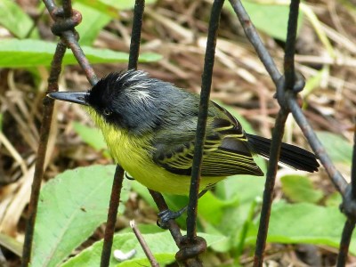 Common Tody-flycatcher