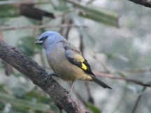 Yellow-winged Tanager