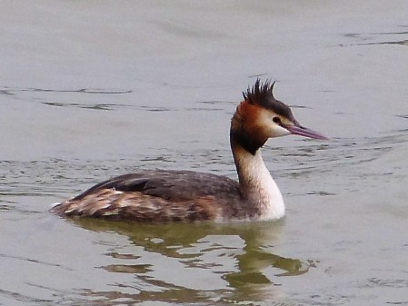 Great Crested Grebe