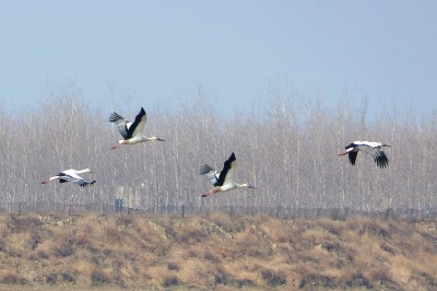 Oriental Storks in flight