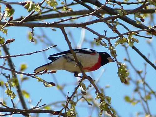 Rose-breasted Grosbeak (male)