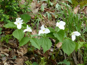 Trillium grandiflorum