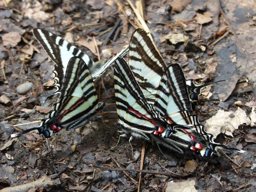 Zebra Swallowtails
