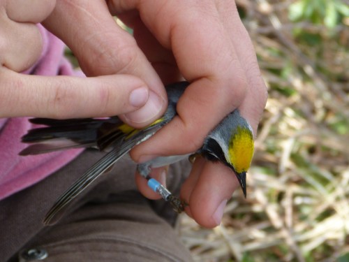 "Andy" sporting his silver US Geologic Survey band and the light blue color band selected by Cynthia. Hot pink and purple bands adorn his other leg.