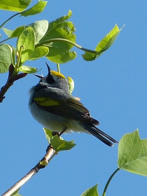 "Andy," a male second-year Golden-winged Warbler