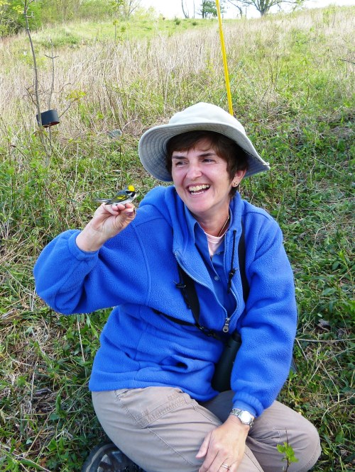 Cynthia and "Andy," a second-year male Golden-winged Warbler